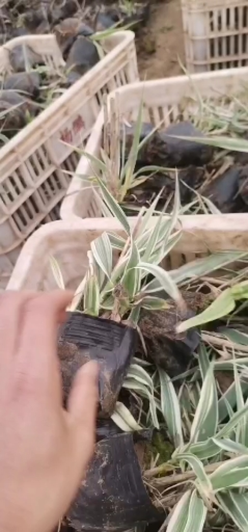 花叶芦竹水生植物基地直供优质货源，支持全国发货