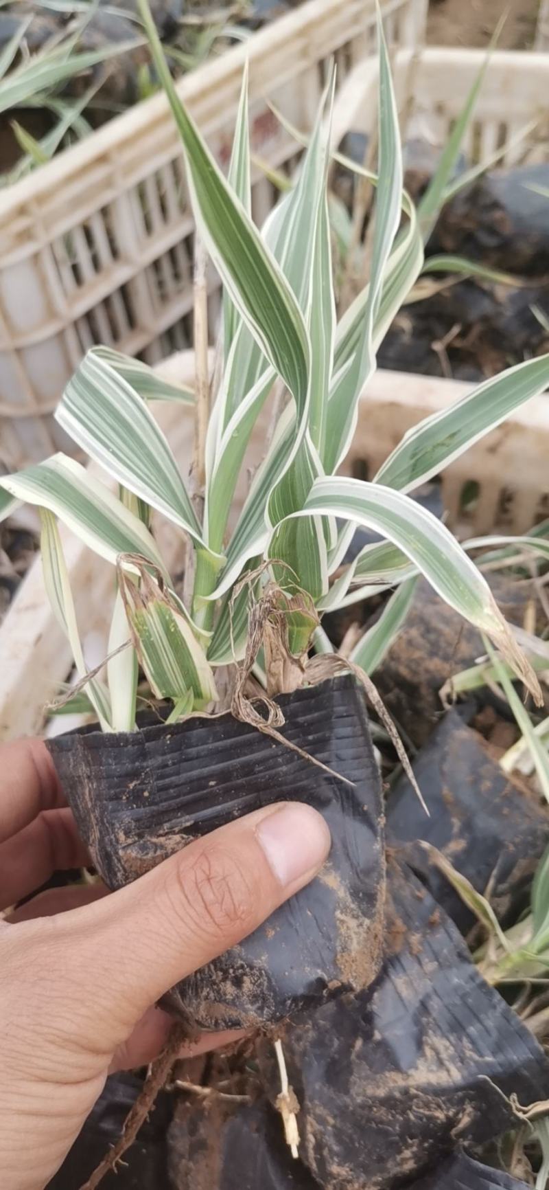 花叶芦竹水生植物基地直供优质货源，支持全国发货