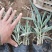 花叶芦竹水生植物基地直供优质货源,支持全国发货