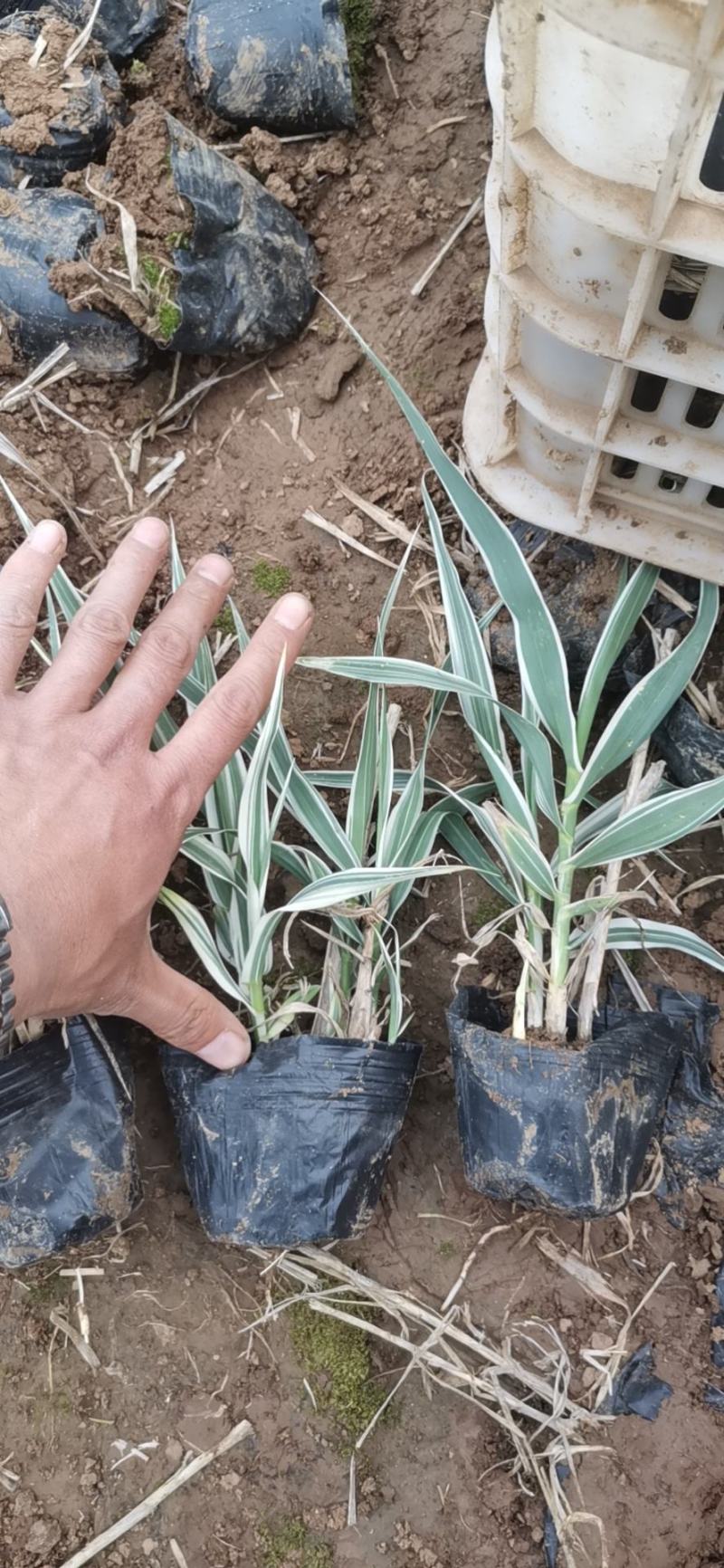 花叶芦竹水生植物基地直供优质货源，支持全国发货