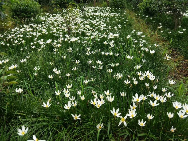 四川成都温江出售大量精品葱兰白花葱兰红花葱兰