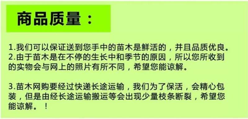 榴莲树苗南北方种植猫山王金枕头嫁接泰国榴莲苗当年结果包邮