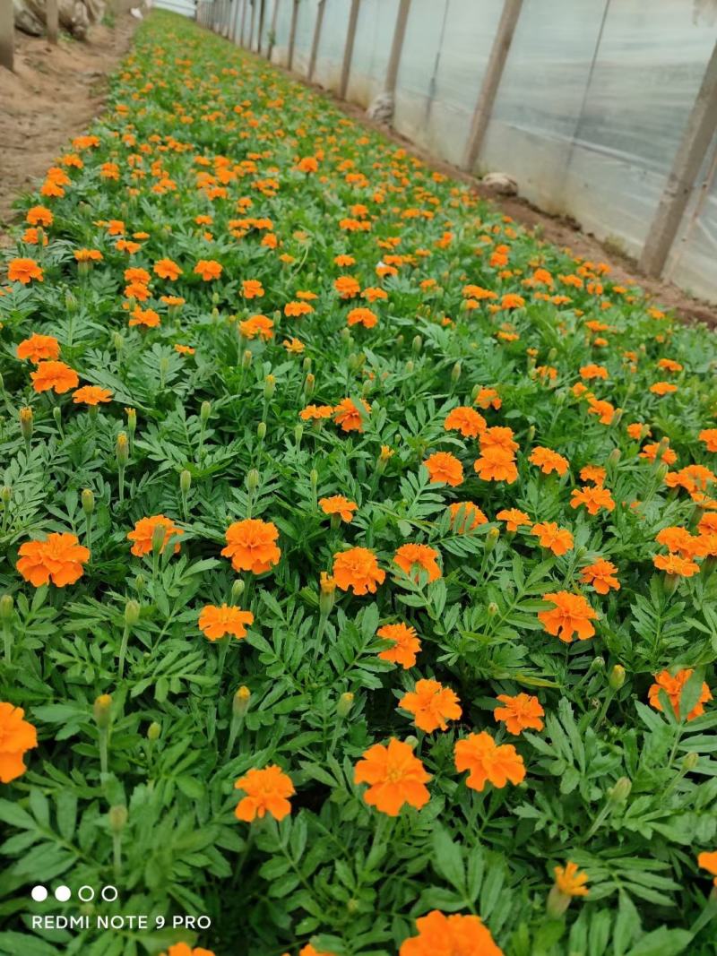 孔雀草时令草花红黄两个颜色支持全国发货