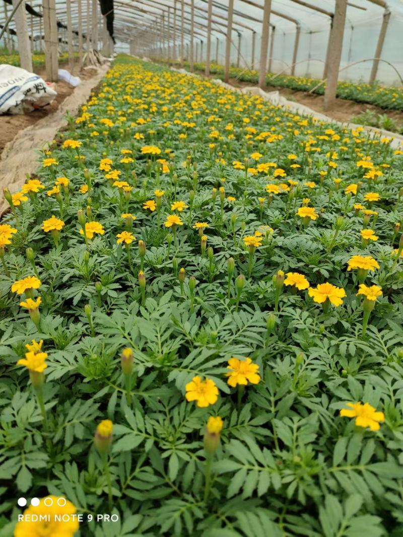 孔雀草时令草花红黄两个颜色支持全国发货