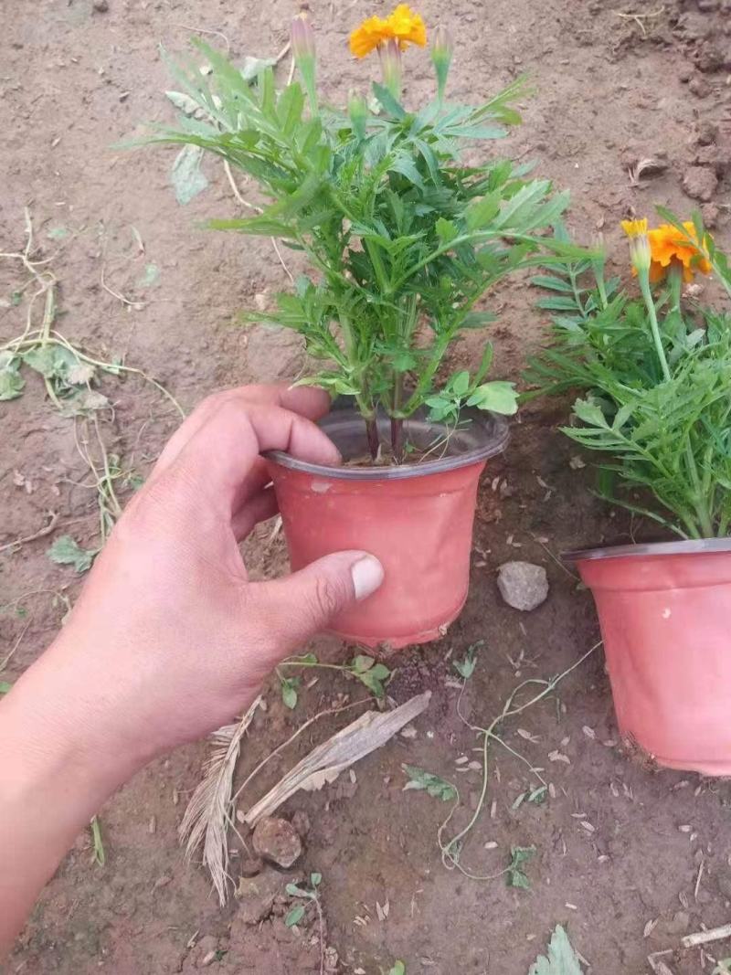 孔雀草时令草花红黄两个颜色支持全国发货
