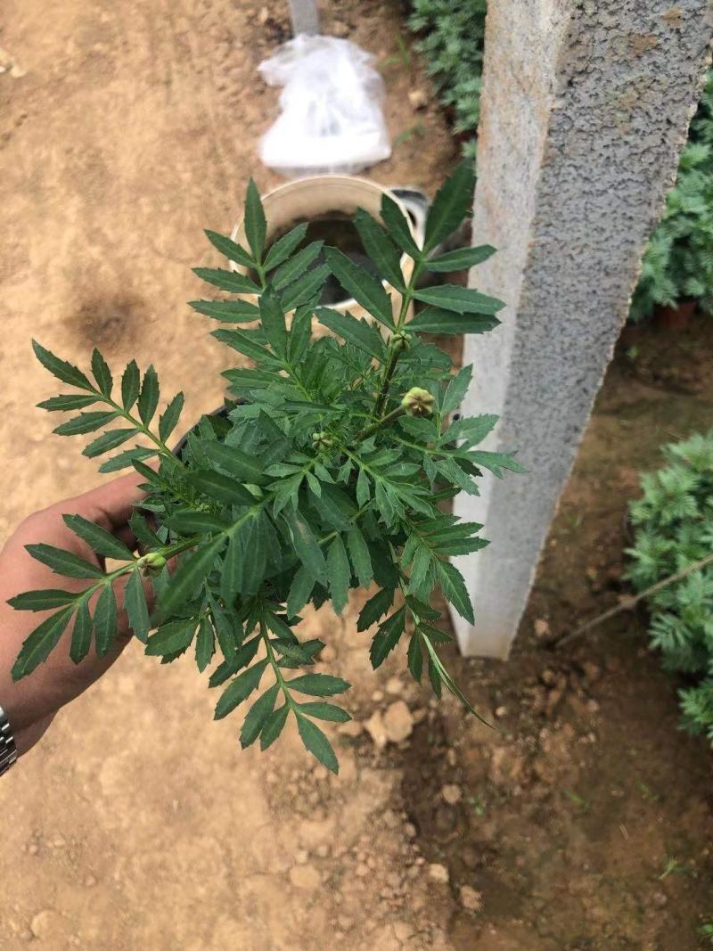 孔雀草时令草花红黄两个颜色支持全国发货
