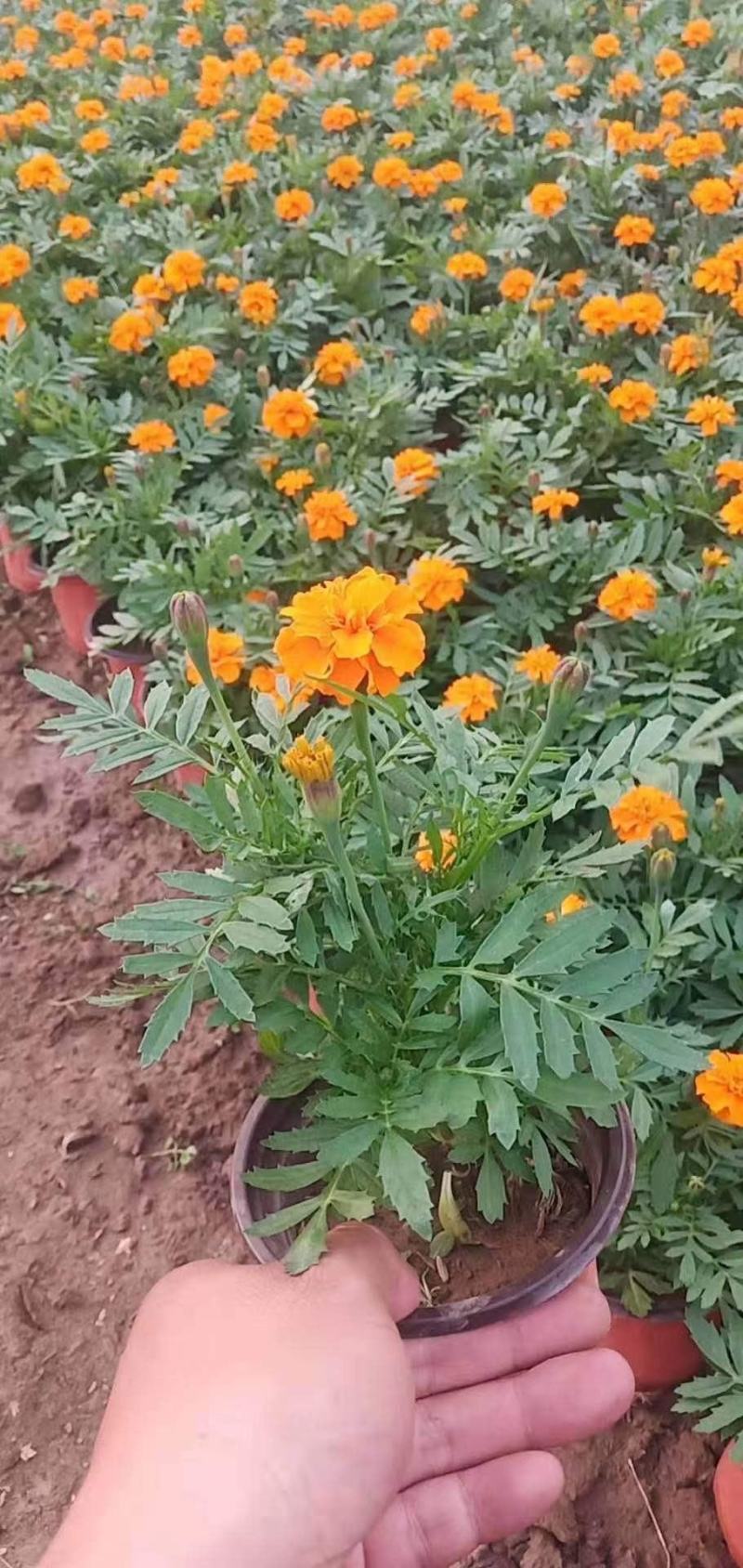 孔雀草时令草花红黄两个颜色支持全国发货
