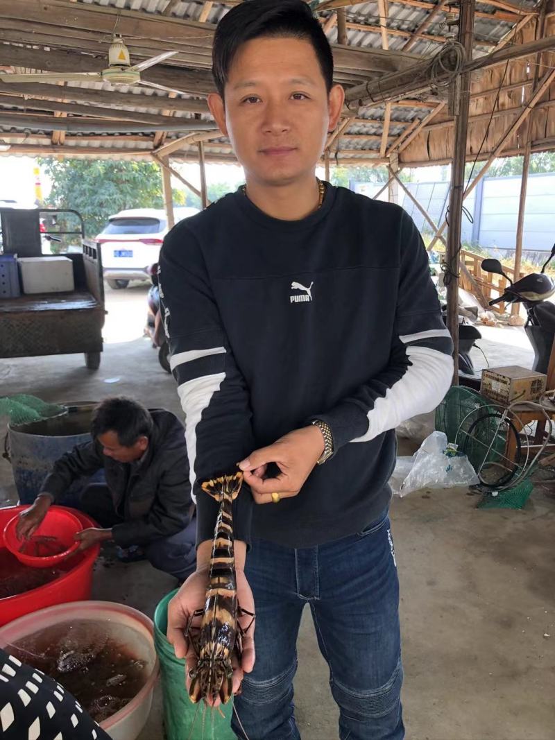淡水草虾苗，斑节虾，九节虾，提供技术，欢迎来咨询