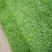 抗寒抗旱四季青多年生草坪种子草皮价格公布