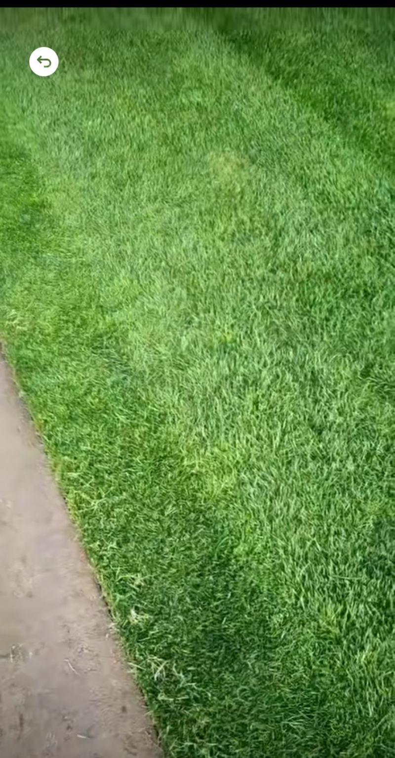 抗寒抗旱四季青多年生草坪种子草皮价格公布