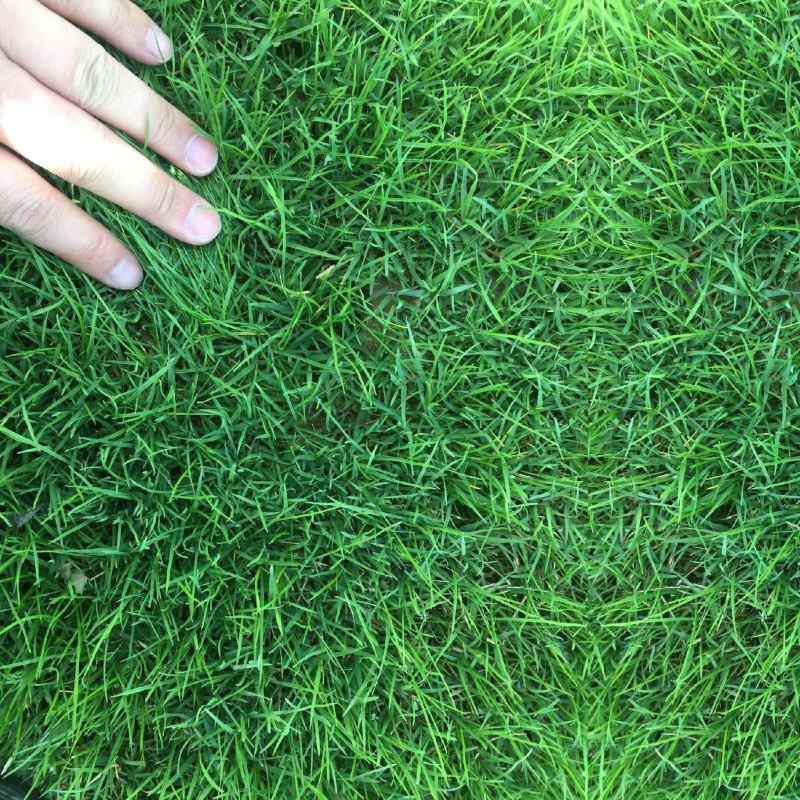 抗寒抗旱四季青多年生草坪种子草皮价格公布