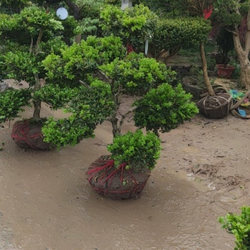 小叶黄杨盆景，黄杨盆景视频看苗，产地一首货源