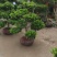 小叶黄杨盆景，黄杨盆景视频看苗，产地一首货源