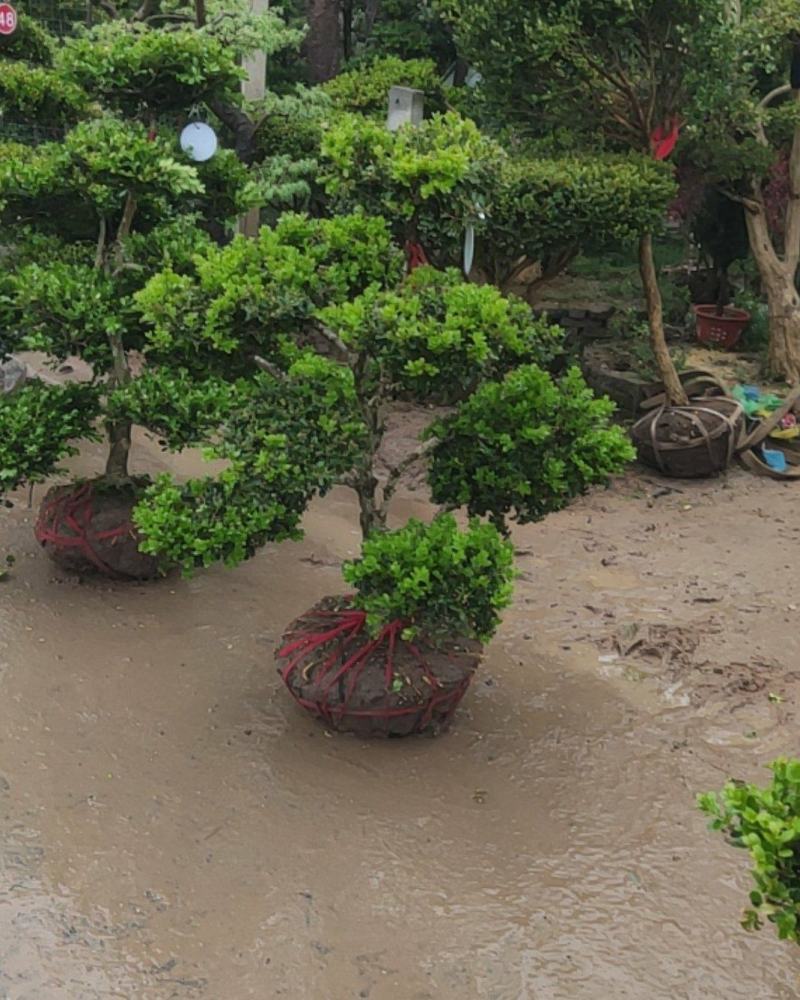 小叶黄杨盆景，黄杨盆景视频看苗，产地一首货源