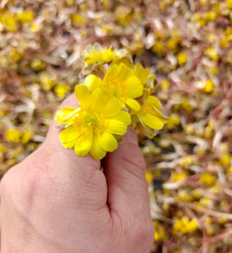 东北野生冰凌花冰灵花