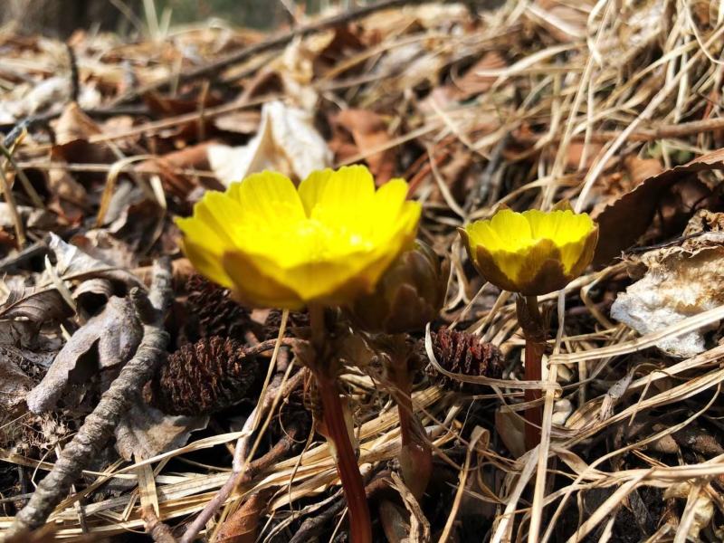 东北野生冰凌花冰灵花