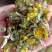 东北野生冰凌花冰灵花