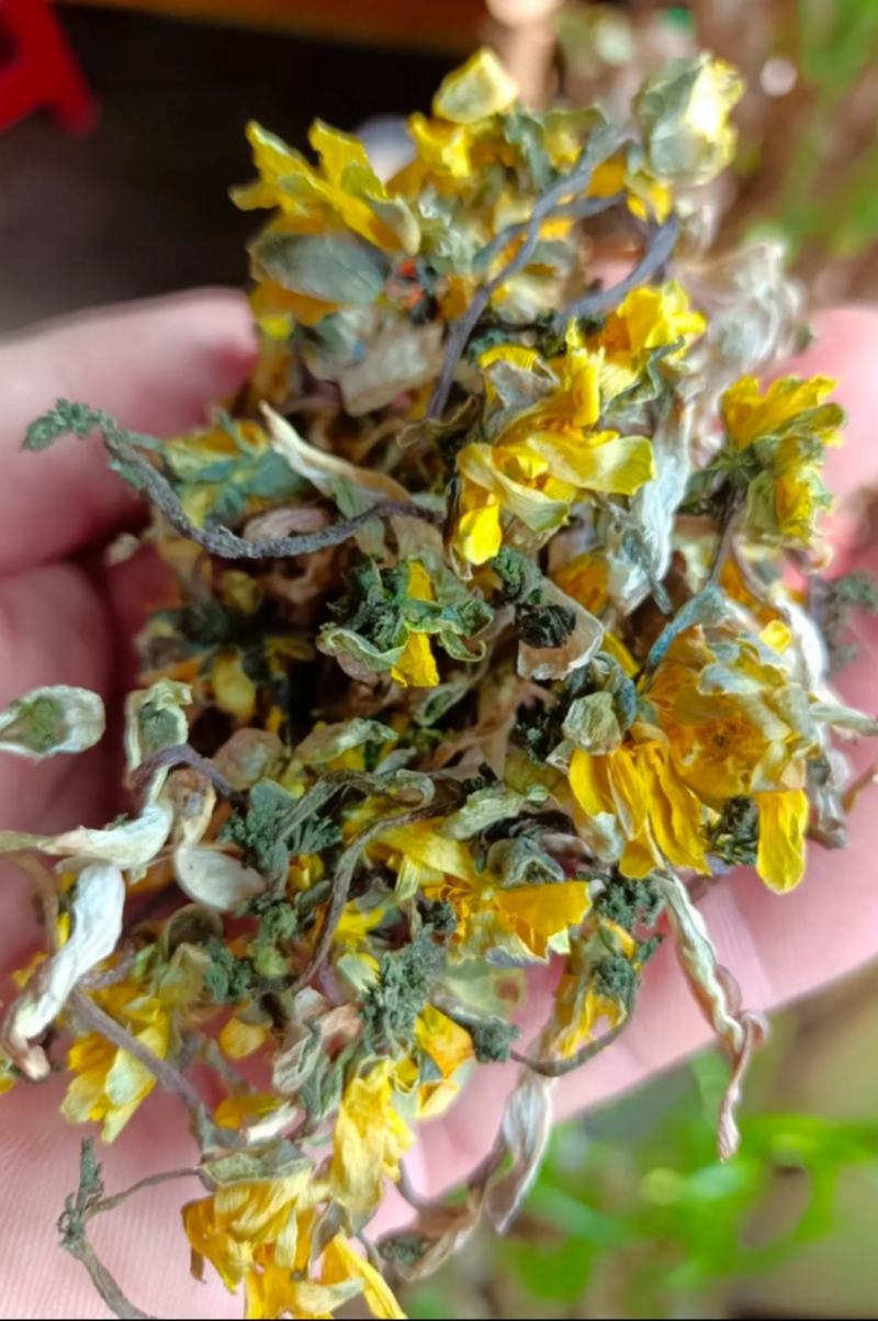 东北野生冰凌花冰灵花