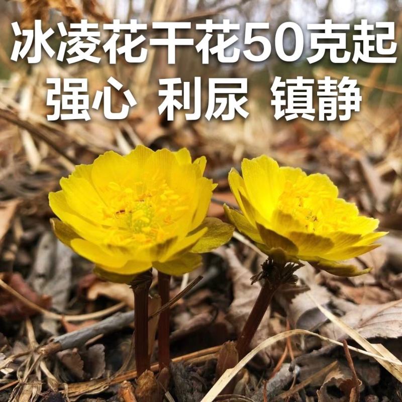 东北野生冰凌花冰灵花
