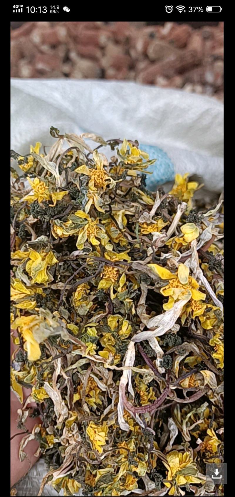 东北野生冰凌花冰灵花