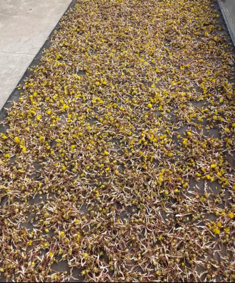 东北野生冰凌花冰灵花