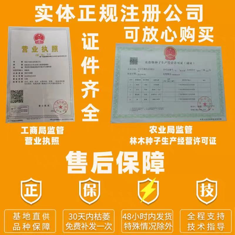 四季菠萝蜜树树苗嫁接红肉菠萝蜜树苗马来西亚1号黄肉干苞果