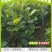 四季菠萝蜜树树苗嫁接红肉菠萝蜜树苗马来西亚1号黄肉干苞果