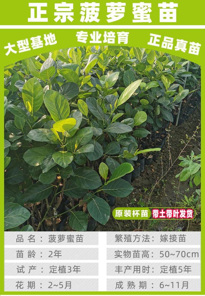 四季菠萝蜜树树苗嫁接红肉菠萝蜜树苗马来西亚1号黄肉干苞果