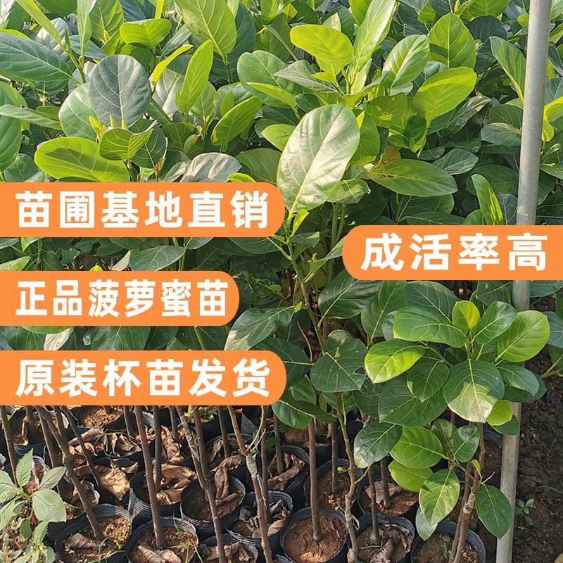 四季菠萝蜜树树苗嫁接红肉菠萝蜜树苗马来西亚1号黄肉干苞果