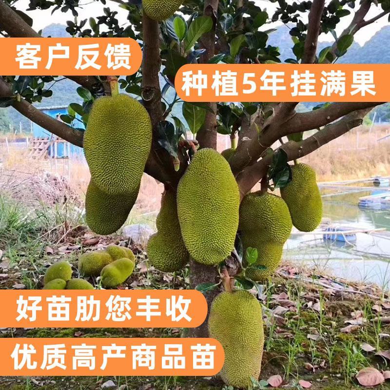 四季菠萝蜜树树苗嫁接红肉菠萝蜜树苗马来西亚1号黄肉干苞果