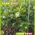 四季菠萝蜜树树苗嫁接红肉菠萝蜜树苗马来西亚1号黄肉干苞果