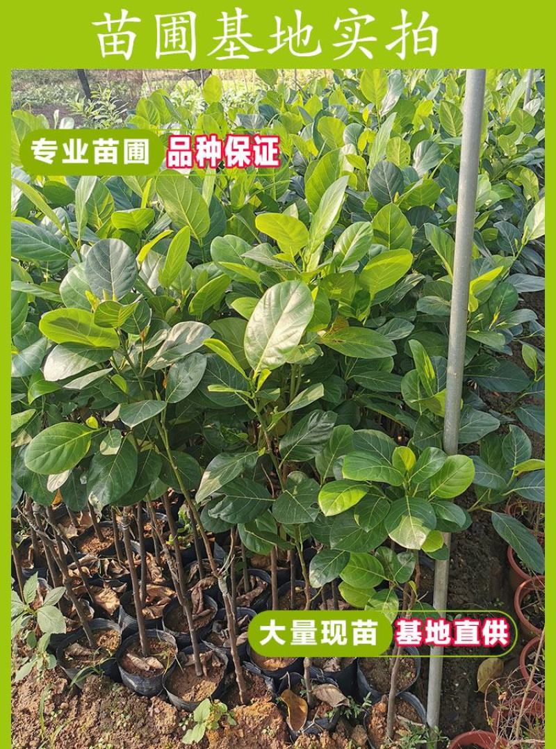 四季菠萝蜜树树苗嫁接红肉菠萝蜜树苗马来西亚1号黄肉干苞果