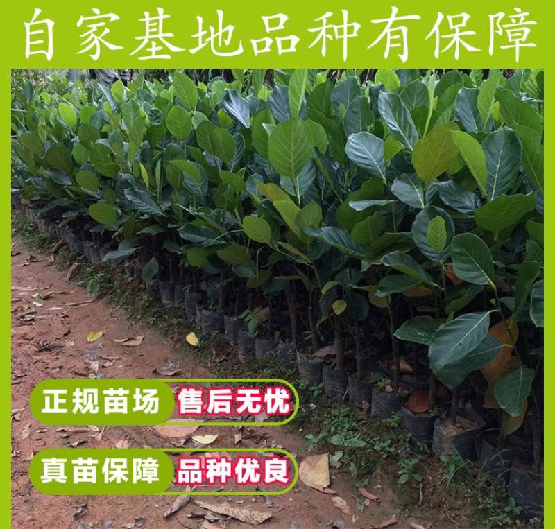 四季菠萝蜜树树苗嫁接红肉菠萝蜜树苗马来西亚1号黄肉干苞果