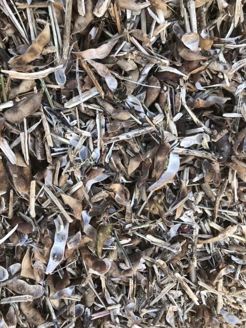 黄豆秸秆（豆荚皮）适口性好蛋白质高无土无膜价格低廉质量好