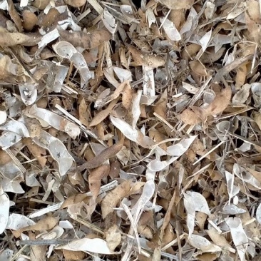 黄豆秸秆（豆荚皮）适口性好蛋白质高无土无膜价格低廉质量好