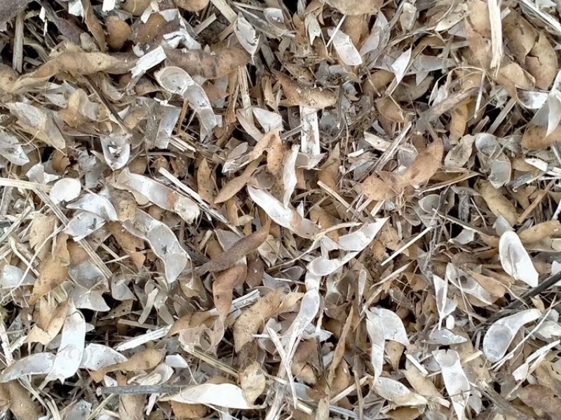 黄豆秸秆（豆荚皮）适口性好蛋白质高无土无膜价格低廉质量好
