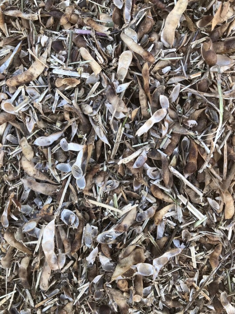黄豆秸秆（豆荚皮）适口性好蛋白质高无土无膜价格低廉质量好