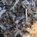 黄豆秸秆（豆荚皮）适口性好蛋白质高无土无膜价格低廉质量好