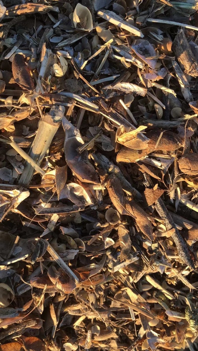 黄豆秸秆（豆荚皮）适口性好蛋白质高无土无膜价格低廉质量好