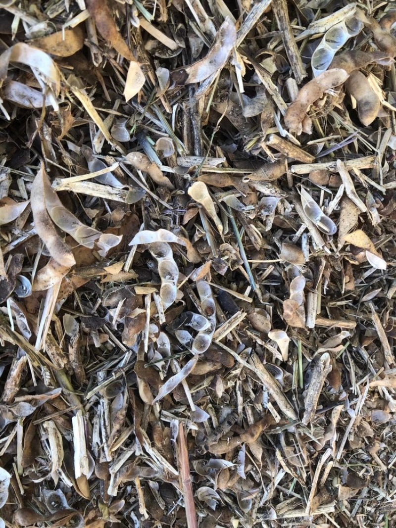 黄豆秸秆（豆荚皮）适口性好蛋白质高无土无膜价格低廉质量好
