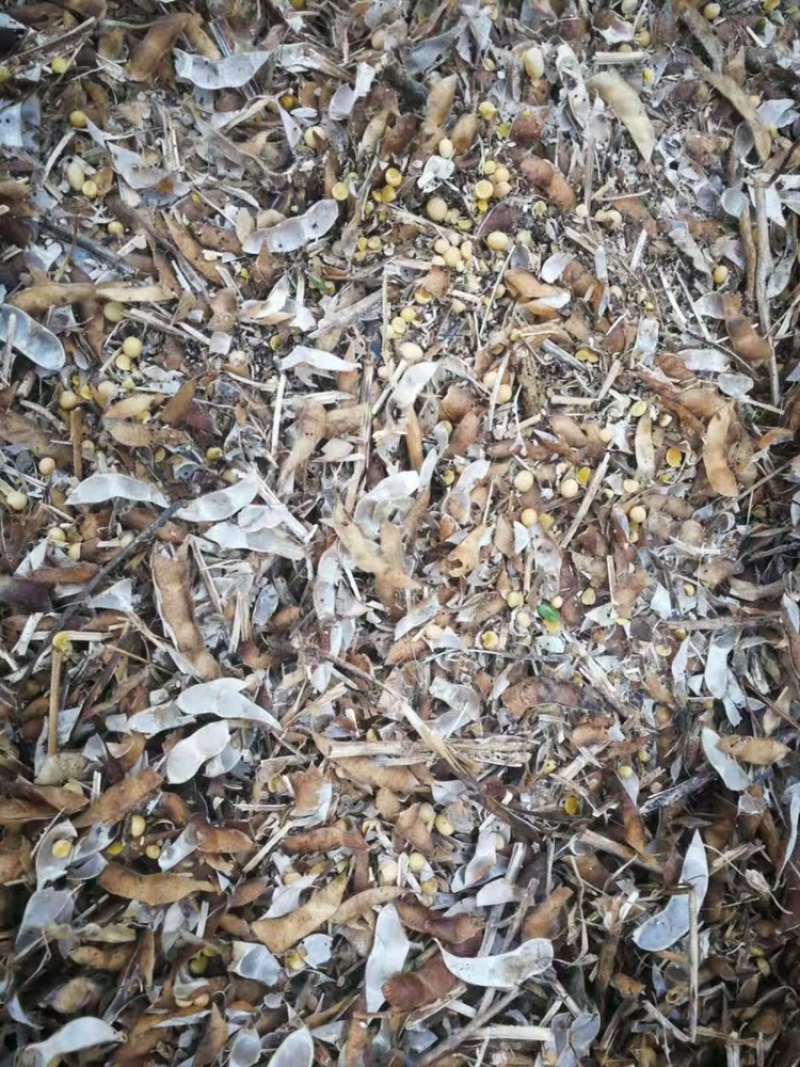 黄豆秸秆（豆荚皮）适口性好蛋白质高无土无膜价格低廉质量好