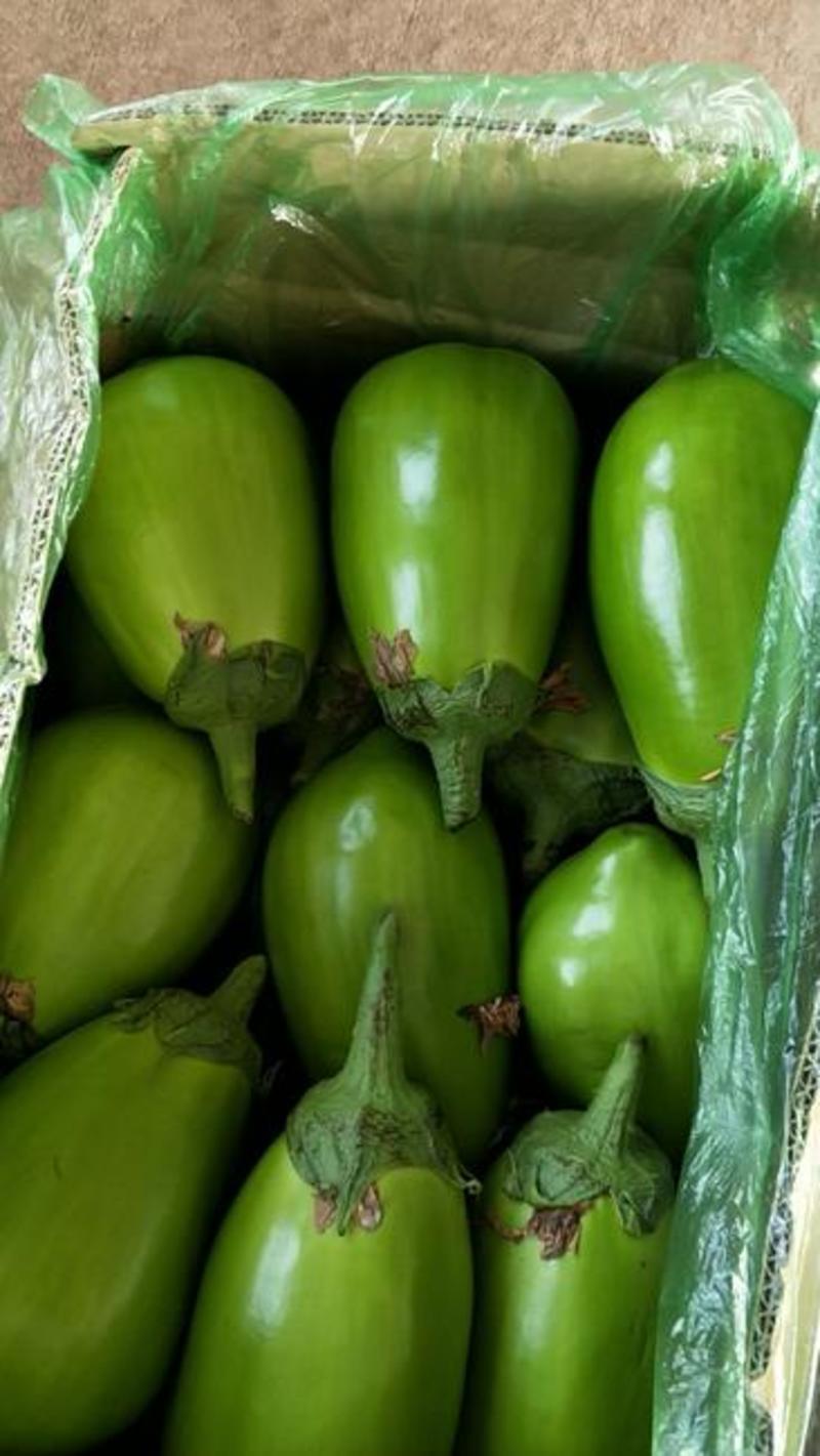 韩育绿茄种子，高产抗病早熟品种，色青绿，皮色亮