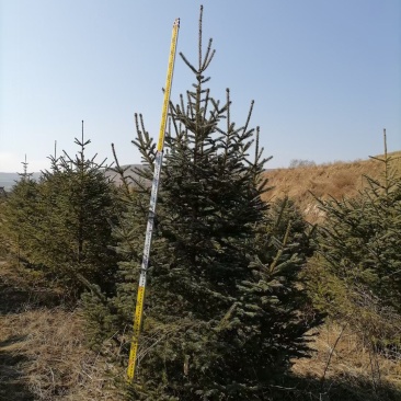 云杉，2米，3米，4米，5米。甘肃云杉，青海云杉
