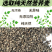 荞麦壳荞麦皮苦荞壳荞麦枕头水洗荞麦枕芯大量现货