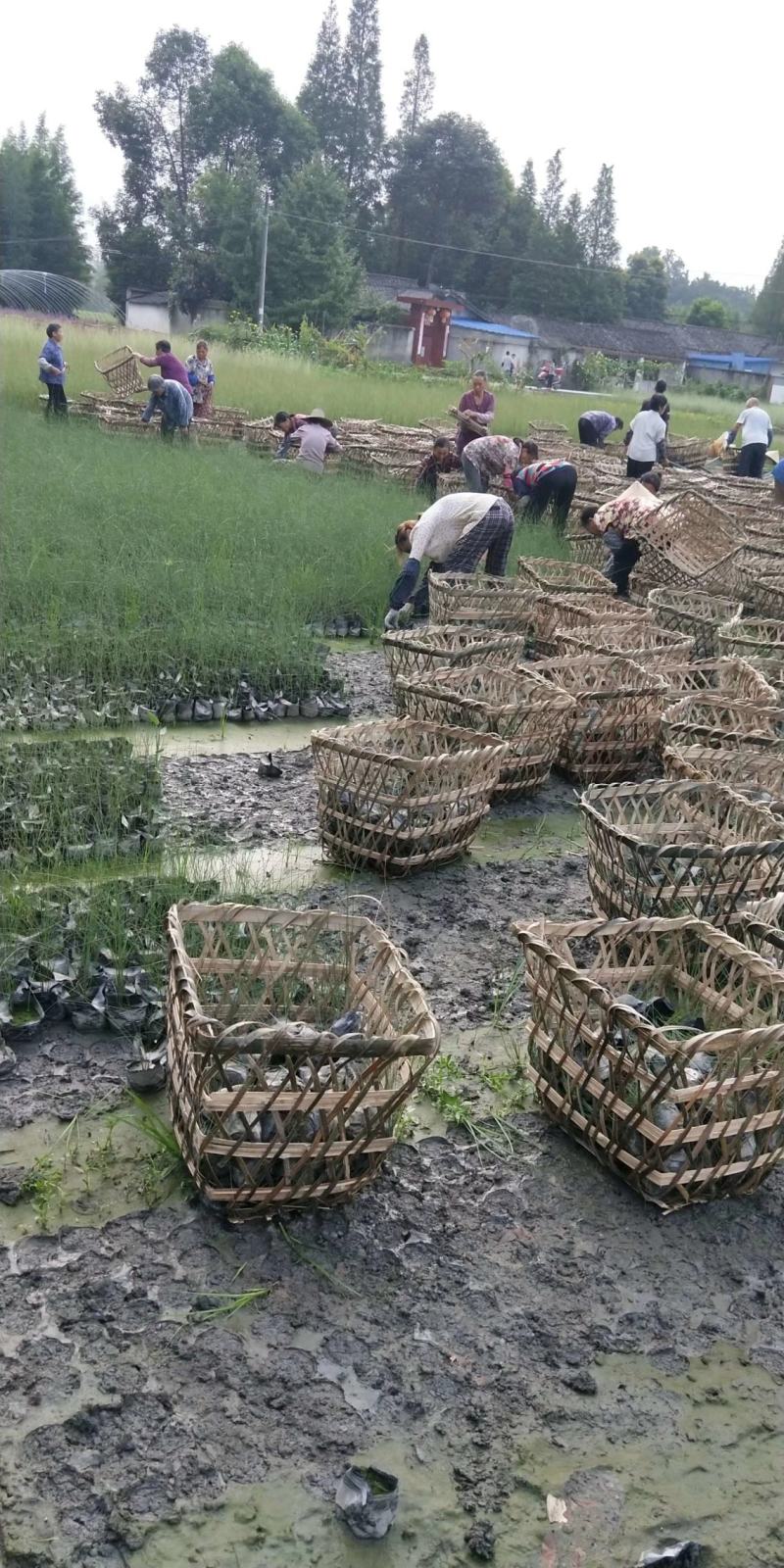 四川成都温江出售大量精品粉黛乱子网红草乱子草