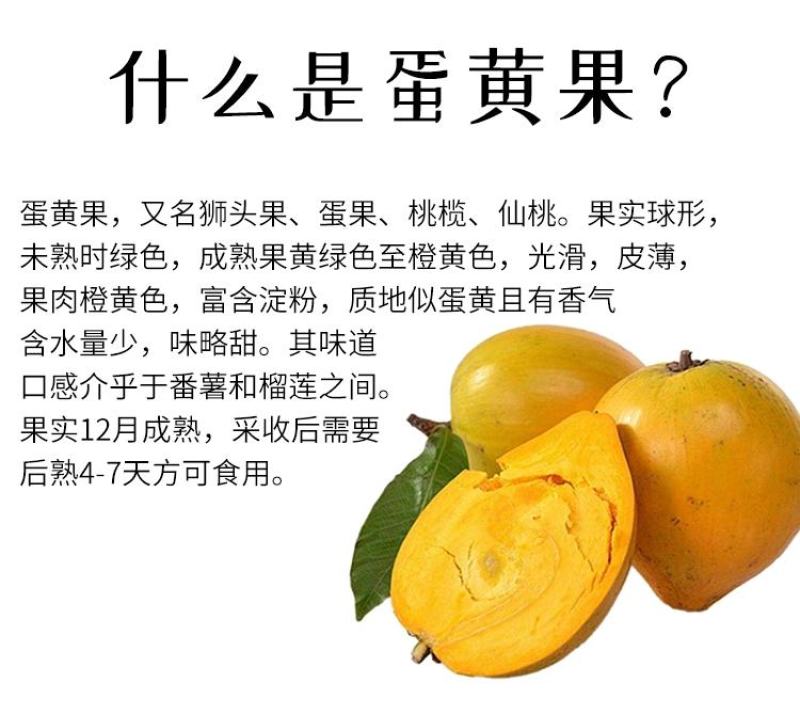 正宗鸡蛋果树苗蛋黄果树苗名贵仙桃水果树苗盆栽地栽带土带叶