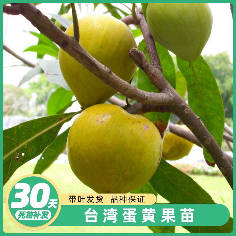 正宗鸡蛋果树苗蛋黄果树苗名贵仙桃水果树苗盆栽地栽带土带叶
