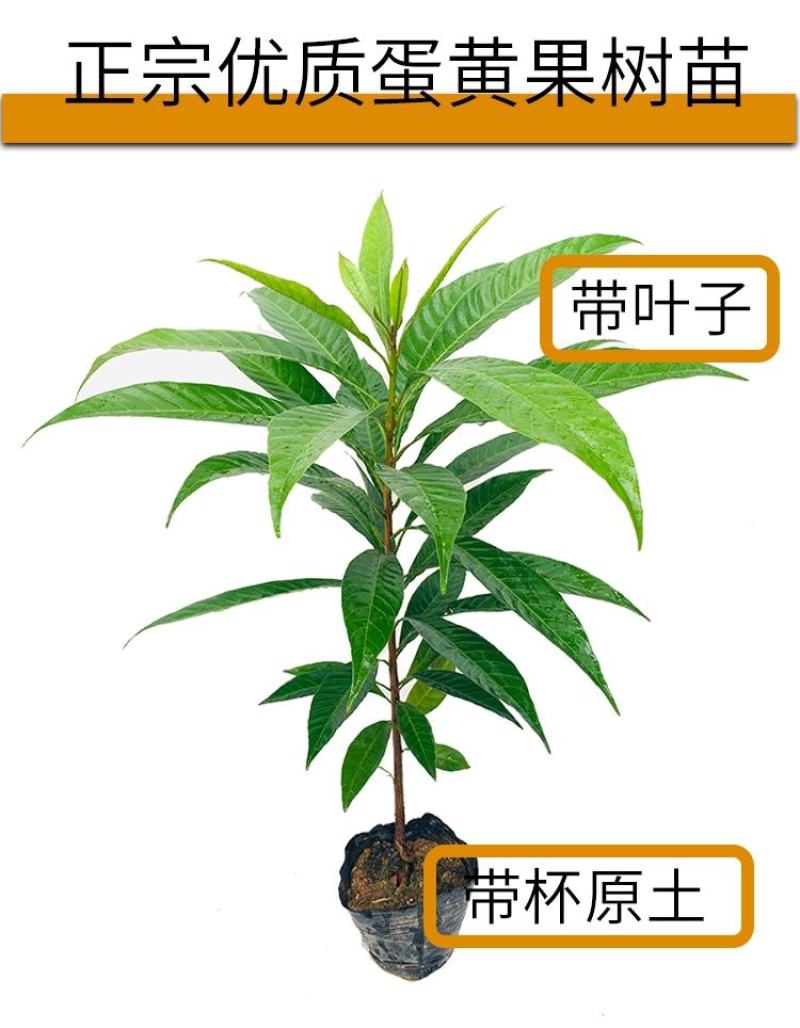 正宗鸡蛋果树苗蛋黄果树苗名贵仙桃水果树苗盆栽地栽带土带叶