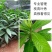 正宗鸡蛋果树苗蛋黄果树苗名贵仙桃水果树苗盆栽地栽带土带叶