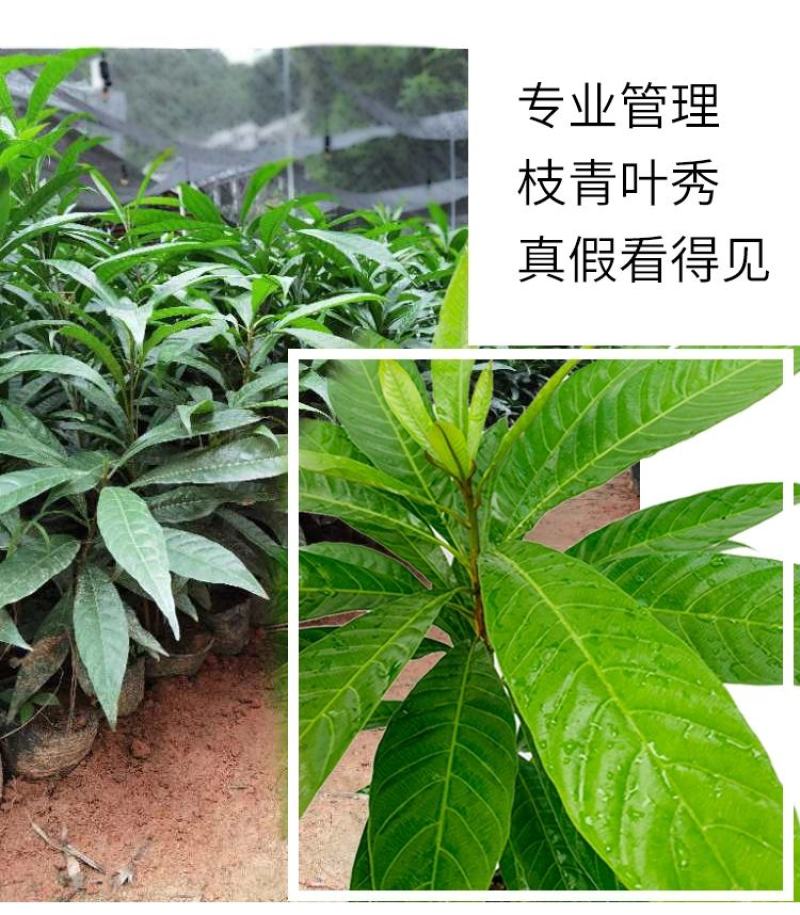 正宗鸡蛋果树苗蛋黄果树苗名贵仙桃水果树苗盆栽地栽带土带叶
